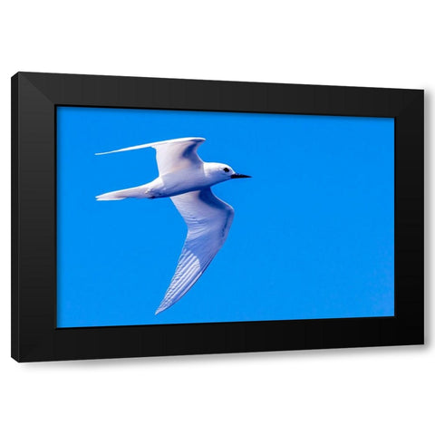White Tern in Hawaiian a Manu-o-Ku in flight-Waikiki Black Modern Wood Framed Art Print by Norring, Tom