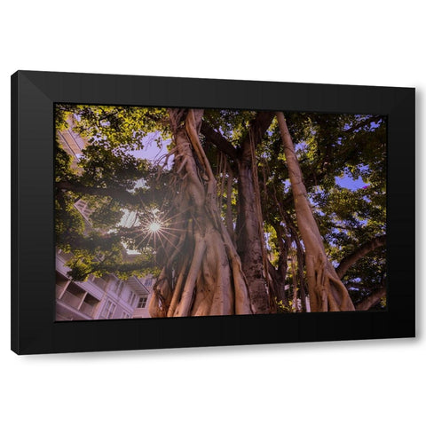 Majestic old Banyan tree with sunstar-Waikiki-Oahu-Hawaii Black Modern Wood Framed Art Print by Norring, Tom