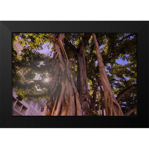Majestic old Banyan tree with sunstar-Waikiki-Oahu-Hawaii Black Modern Wood Framed Art Print by Norring, Tom