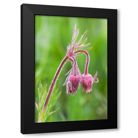 Idaho, Sawtooth Mountains Detail of wildflowers Black Modern Wood Framed Art Print with Double Matting by Flaherty, Dennis