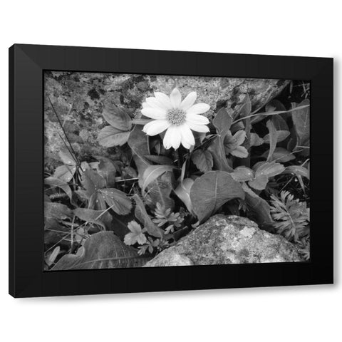 Idaho, Sawtooth NRA White wyethia bloom Black Modern Wood Framed Art Print by Flaherty, Dennis