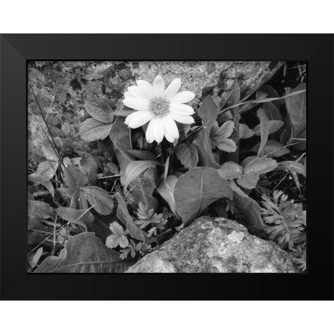 Idaho, Sawtooth NRA White wyethia bloom Black Modern Wood Framed Art Print by Flaherty, Dennis
