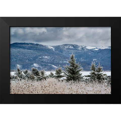 Evergreen trees in winter with Teton Mountains in distance-Driggs-Idaho Black Modern Wood Framed Art Print by Garber, Howie