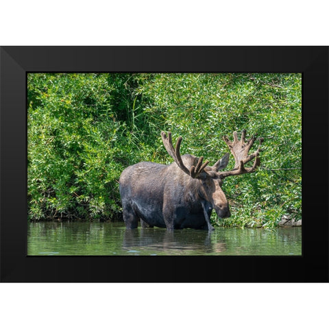 USA-Idaho-Bull Moose in Teton River Black Modern Wood Framed Art Print by Garber, Howie