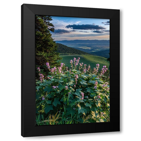 USA-Idaho-Mountain Globemallow and view of Teton Valley Black Modern Wood Framed Art Print by Garber, Howie