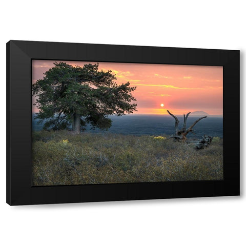 USA-Idaho-Craters of the Moon National Monument and Reserve Limber pine Black Modern Wood Framed Art Print by Davidson, Janell