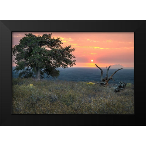 USA-Idaho-Craters of the Moon National Monument and Reserve Limber pine Black Modern Wood Framed Art Print by Davidson, Janell