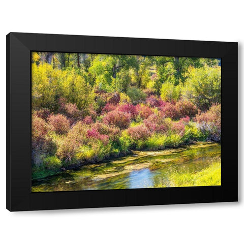 Idaho-Swan Valley along the snake river dogwood and cottonwoods in fall colors Black Modern Wood Framed Art Print with Double Matting by Gulin, Sylvia