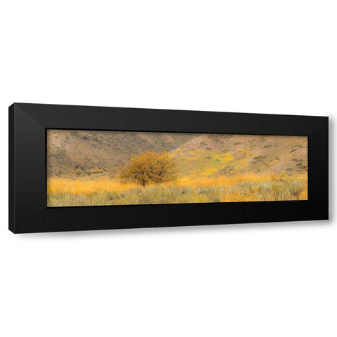 Idaho-Highway 89-Montpelier-Lone tree golden autumn colors Black Modern Wood Framed Art Print by Gulin, Sylvia