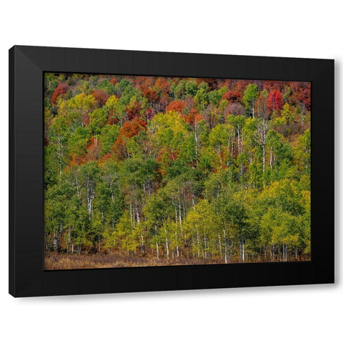USA-Idaho-Highway 36 west of Liberty and hillsides covered with Canyon Maple and Aspens in autumn Black Modern Wood Framed Art Print by Gulin, Sylvia