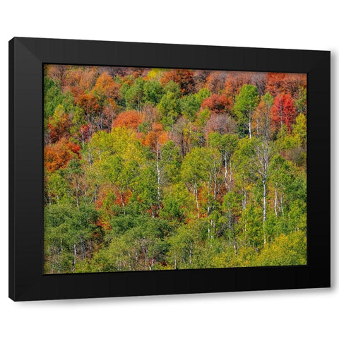 USA-Idaho-Highway 36 west of Liberty and hillsides covered with Canyon Maple and Aspens in autumn Black Modern Wood Framed Art Print with Double Matting by Gulin, Sylvia