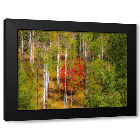 USA-Idaho-Highway 36 west of Liberty and hillsides covered with Canyon Maple and Aspens in autumn Black Modern Wood Framed Art Print by Gulin, Sylvia