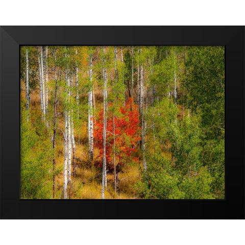 USA-Idaho-Highway 36 west of Liberty and hillsides covered with Canyon Maple and Aspens in autumn Black Modern Wood Framed Art Print by Gulin, Sylvia
