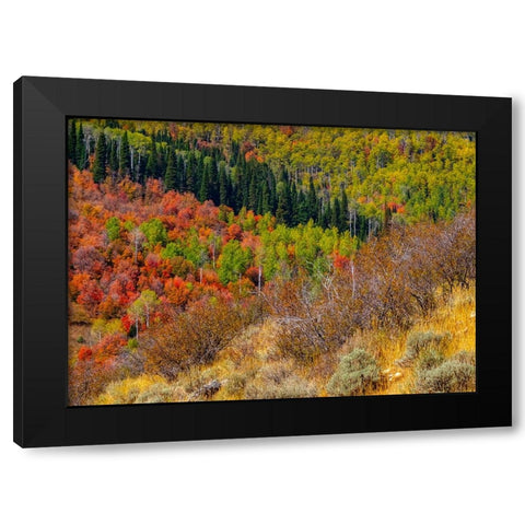 USA-Idaho-Highway 36 west of Liberty and hillsides covered with Canyon Maple and Aspens in autumn Black Modern Wood Framed Art Print by Gulin, Sylvia