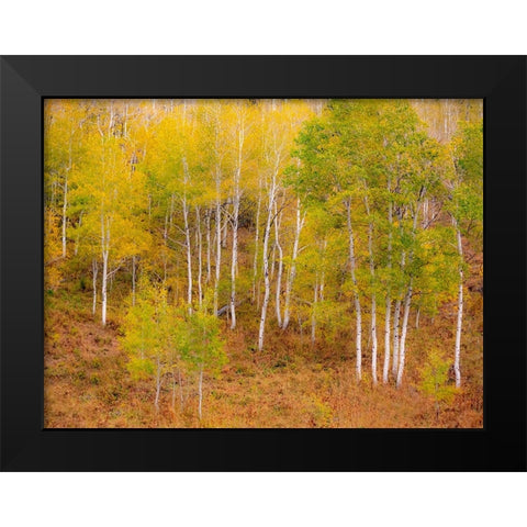 USA-Idaho-Highway 36 west of Liberty and hillsides covered with Aspens in autumn Black Modern Wood Framed Art Print by Gulin, Sylvia