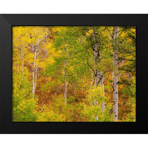 USA-Idaho-Highway 36 west of Liberty and hillsides covered with Aspens in autumn Black Modern Wood Framed Art Print by Gulin, Sylvia