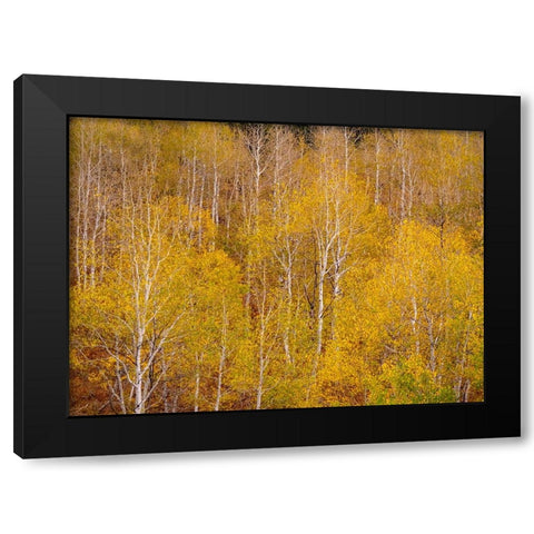 USA-Idaho-Highway 36 west of Liberty and hillsides covered with Aspens in autumn Black Modern Wood Framed Art Print with Double Matting by Gulin, Sylvia