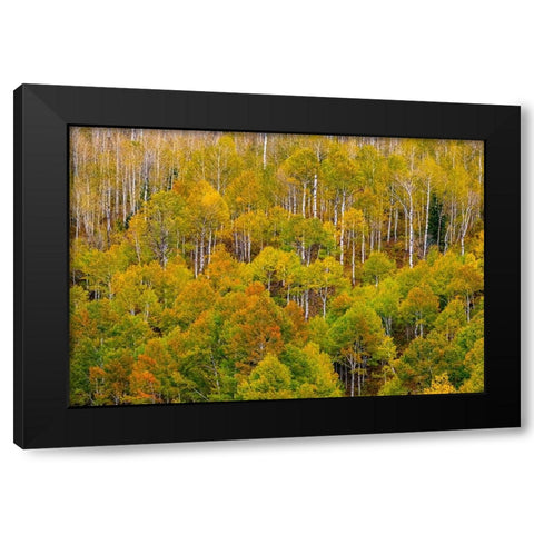 USA-Idaho-Highway 36 west of Liberty and hillsides covered with Aspens in autumn Black Modern Wood Framed Art Print with Double Matting by Gulin, Sylvia