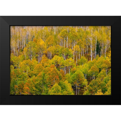 USA-Idaho-Highway 36 west of Liberty and hillsides covered with Aspens in autumn Black Modern Wood Framed Art Print by Gulin, Sylvia