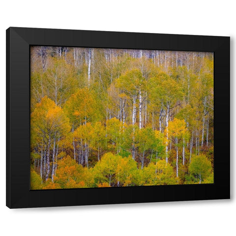 USA-Idaho-Highway 36 west of Liberty and hillsides covered with Aspens in autumn Black Modern Wood Framed Art Print with Double Matting by Gulin, Sylvia