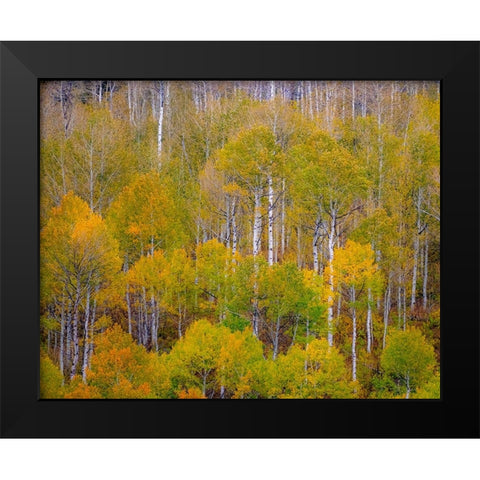 USA-Idaho-Highway 36 west of Liberty and hillsides covered with Aspens in autumn Black Modern Wood Framed Art Print by Gulin, Sylvia