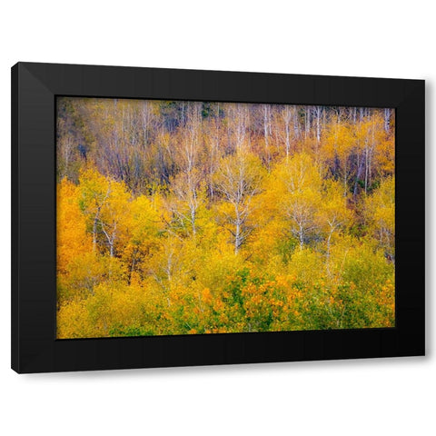 USA-Idaho-Highway 36 west of Liberty and hillsides covered with Aspens in autumn Black Modern Wood Framed Art Print with Double Matting by Gulin, Sylvia