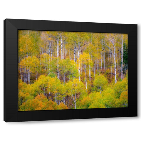 USA-Idaho-Highway 36 west of Liberty and hillsides covered with Aspens in autumn Black Modern Wood Framed Art Print with Double Matting by Gulin, Sylvia