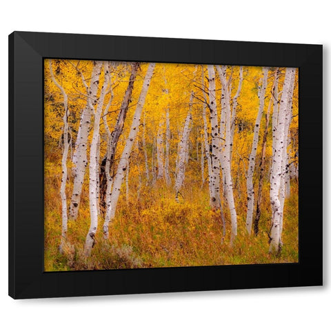 USA-Idaho-Highway 36 west of Liberty and hillsides covered with Aspens in autumn Black Modern Wood Framed Art Print by Gulin, Sylvia