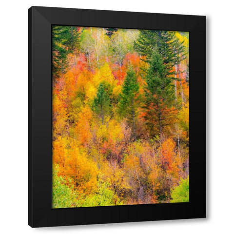 USA-Idaho-Highway 36 west of Liberty and hillsides covered with Canyon Maple and Aspens in autumn Black Modern Wood Framed Art Print by Gulin, Sylvia