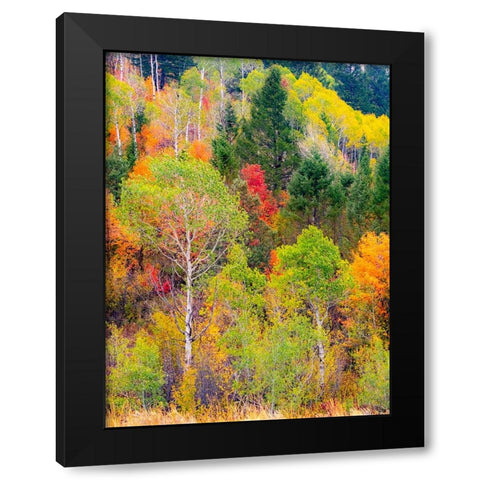 USA-Idaho-Highway 36 west of Liberty and hillsides covered with Canyon Maple and Aspens in autumn Black Modern Wood Framed Art Print with Double Matting by Gulin, Sylvia