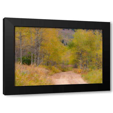 USA-Idaho-Highway 36 west of Liberty dirt road and Aspens in autumn Black Modern Wood Framed Art Print by Gulin, Sylvia