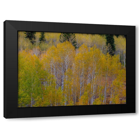 USA-Idaho-Highway 36 west of Liberty and hillsides covered with Aspens in autumn Black Modern Wood Framed Art Print with Double Matting by Gulin, Sylvia
