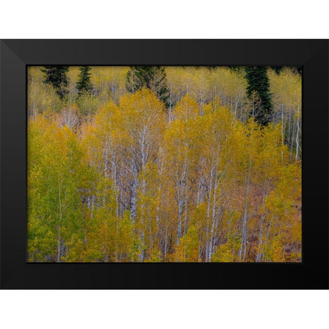 USA-Idaho-Highway 36 west of Liberty and hillsides covered with Aspens in autumn Black Modern Wood Framed Art Print by Gulin, Sylvia
