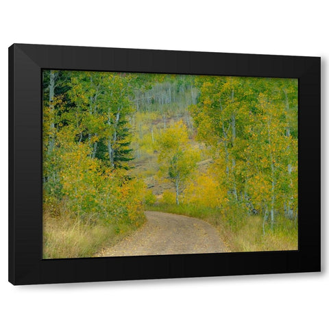 USA-Idaho-Highway 36 west of Liberty dirt road and Aspens in autumn Black Modern Wood Framed Art Print by Gulin, Sylvia