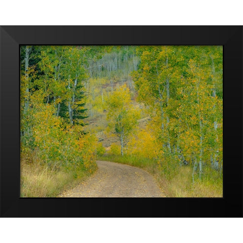 USA-Idaho-Highway 36 west of Liberty dirt road and Aspens in autumn Black Modern Wood Framed Art Print by Gulin, Sylvia