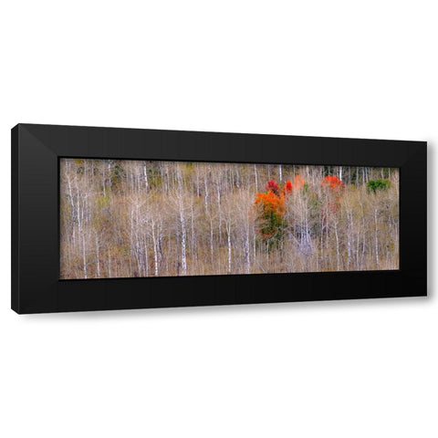 USA-Idaho-Highway 36 west of Liberty and hillsides covered with Aspens in autumn with Canyon Maple Black Modern Wood Framed Art Print with Double Matting by Gulin, Sylvia
