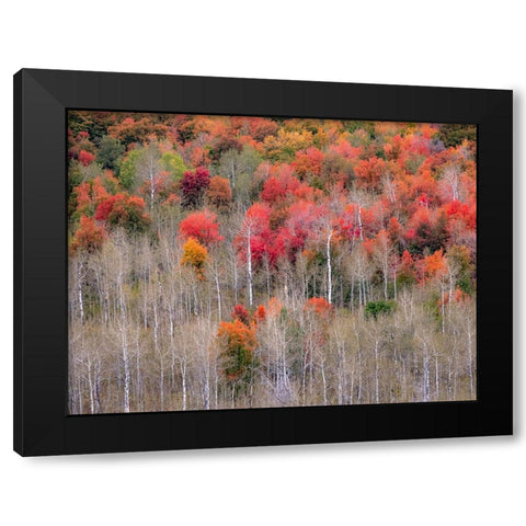 USA-Idaho-Highway 36 west of Liberty and hillsides covered with Canyon Maple and Aspens in autumn Black Modern Wood Framed Art Print by Gulin, Sylvia