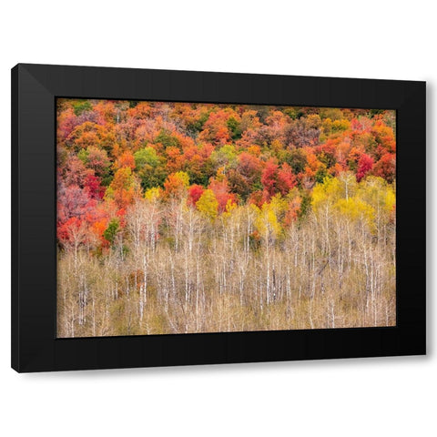 USA-Idaho-Highway 36 west of Liberty and hillsides covered with Canyon Maple and Aspens in autumn Black Modern Wood Framed Art Print by Gulin, Sylvia