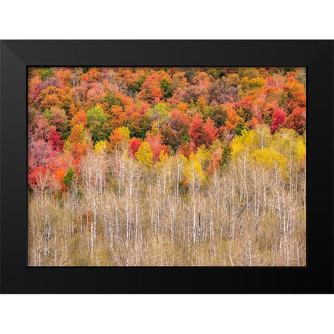 USA-Idaho-Highway 36 west of Liberty and hillsides covered with Canyon Maple and Aspens in autumn Black Modern Wood Framed Art Print by Gulin, Sylvia