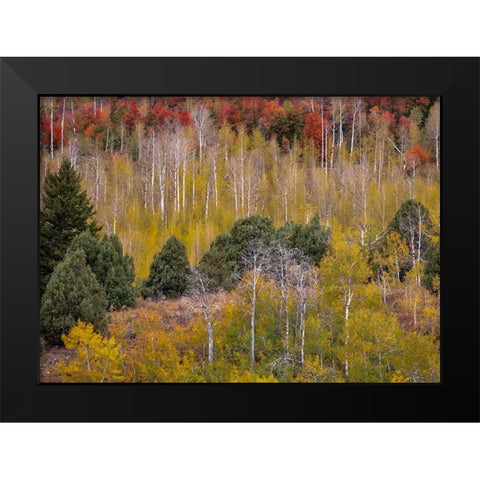 USA-Idaho-Highway 36 west of Liberty and hillsides covered with Canyon Maple and Aspens in autumn Black Modern Wood Framed Art Print by Gulin, Sylvia
