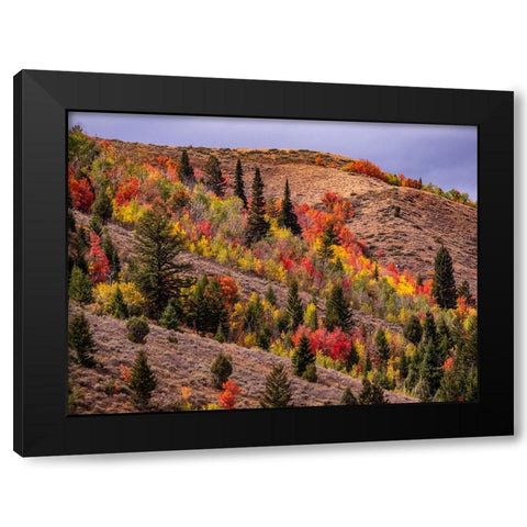 USA-Idaho-St Charles-hillside along dirt road 411 and Fall colored Canyon Maples in Reds Black Modern Wood Framed Art Print with Double Matting by Gulin, Sylvia