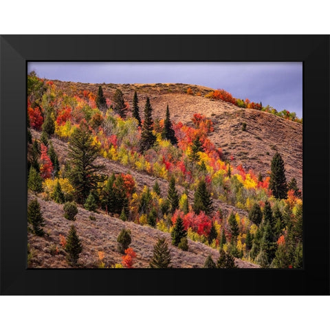 USA-Idaho-St Charles-hillside along dirt road 411 and Fall colored Canyon Maples in Reds Black Modern Wood Framed Art Print by Gulin, Sylvia
