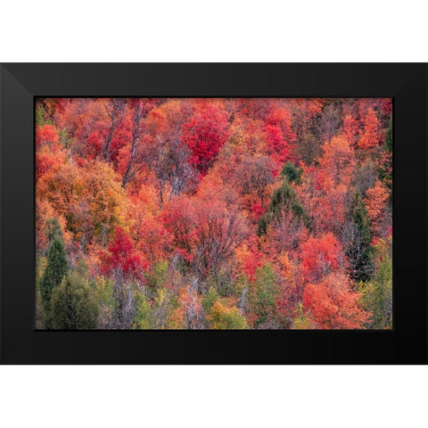 USA-Idaho-St Charles-hillside along dirt road 411 and Fall colored Canyon Maples in Reds Black Modern Wood Framed Art Print by Gulin, Sylvia