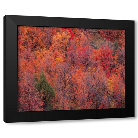 USA-Idaho-St Charles-hillside along dirt road 411 and Fall colored Canyon Maples in Reds Black Modern Wood Framed Art Print by Gulin, Sylvia
