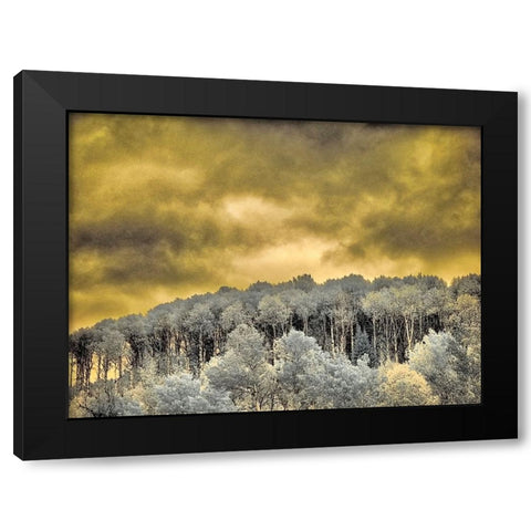 USA-Idaho-Aspens a with clouds Black Modern Wood Framed Art Print with Double Matting by Eggers, Terry