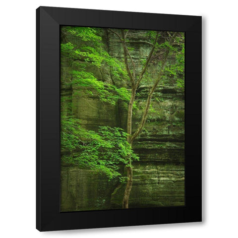 Kaskaskia Canyon-Starved Rock State Park-LaSalle County-Illinois Black Modern Wood Framed Art Print by Majchrowicz, Alan