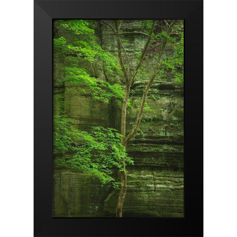 Kaskaskia Canyon-Starved Rock State Park-LaSalle County-Illinois Black Modern Wood Framed Art Print by Majchrowicz, Alan