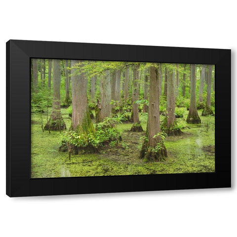 Cypress trees in Heron Pond-Cache River State Natural Area-Illinois Black Modern Wood Framed Art Print with Double Matting by Majchrowicz, Alan