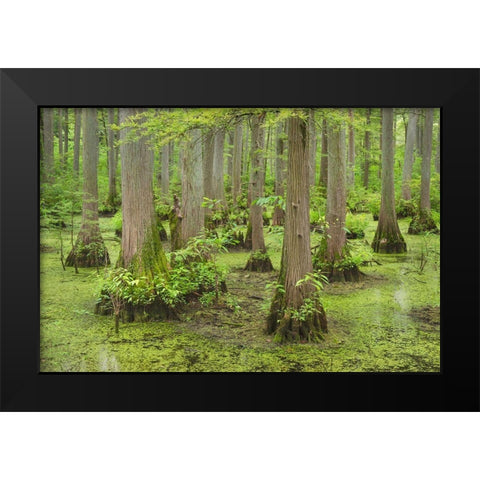 Cypress trees in Heron Pond-Cache River State Natural Area-Illinois Black Modern Wood Framed Art Print by Majchrowicz, Alan