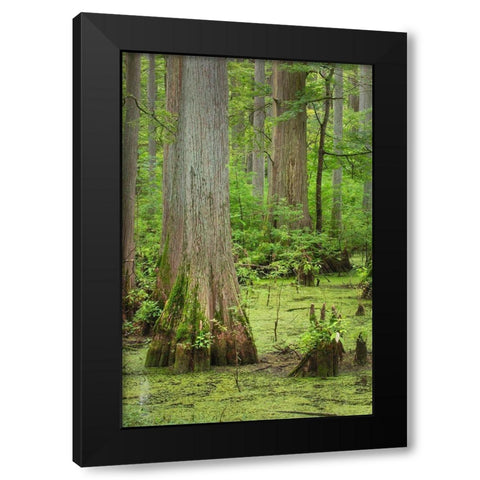 Cypress trees in Heron Pond-Cache River State Natural Area-Illinois Black Modern Wood Framed Art Print with Double Matting by Majchrowicz, Alan